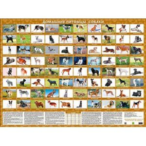 Домашние питомцы. Собаки. Настольное издание