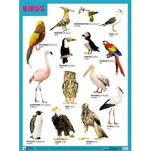 Плакат BIRDS (Птицы)
