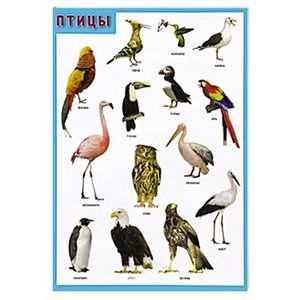Птицы. Плакат