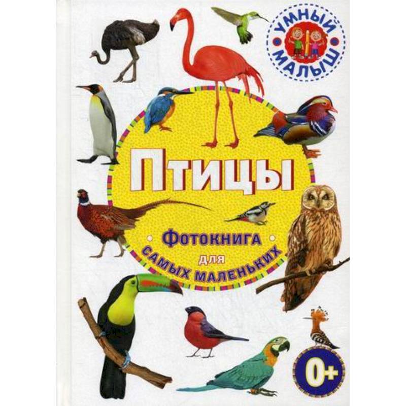 Птицы Птицы