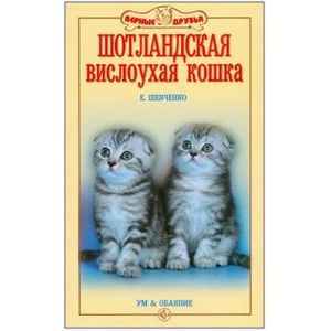 Шотландская вислоухая кошка. Ум и обаяние