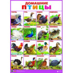 Домашние птицы