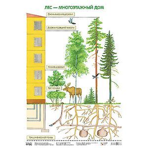 Лес — многоэтажный дом