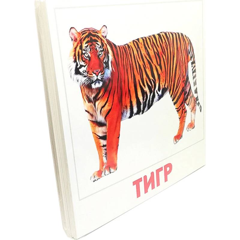 Набор карточек. Дикие животные