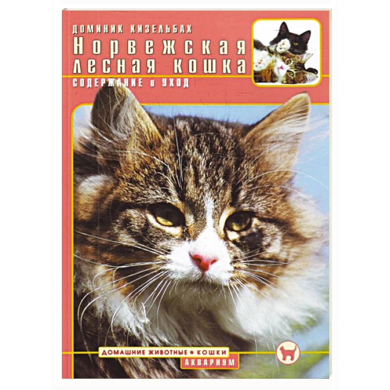 Норвежская лесная кошка. Содержание и уход