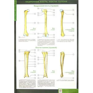 Таблицы по анатомии человека: Костная система. Учебно-наглядное пособие