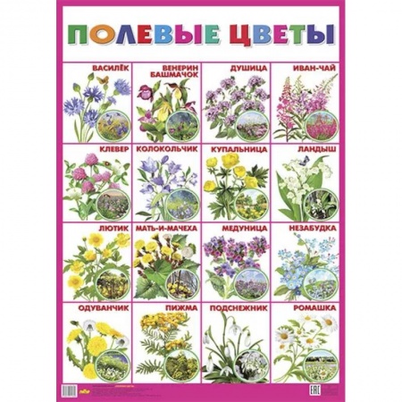 Животный и растительный мир, книга Плакат 'Полевые цветы' купить по скидке