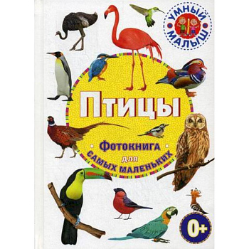 Птицы Птицы