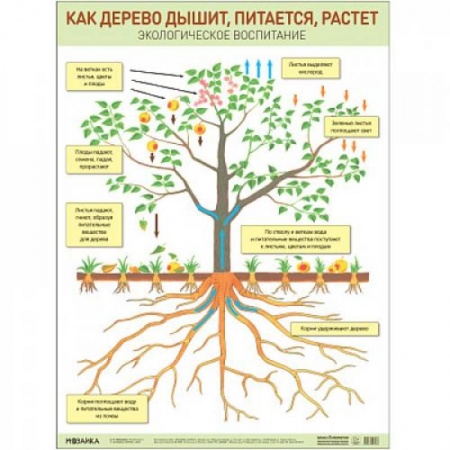 Познавательная литература, книга Как дерево дышит,питается и растет купить по скидке