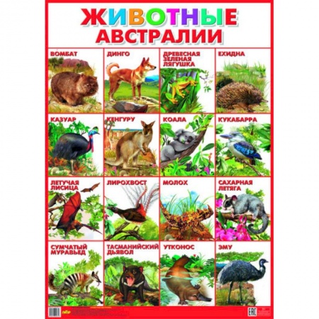 Книги, книга Плакат. Животные Австралии (550х770) купить по скидке